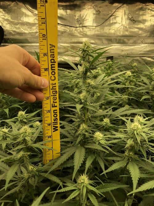 Critical Purple Kush Seedsman Indoor. Week 13