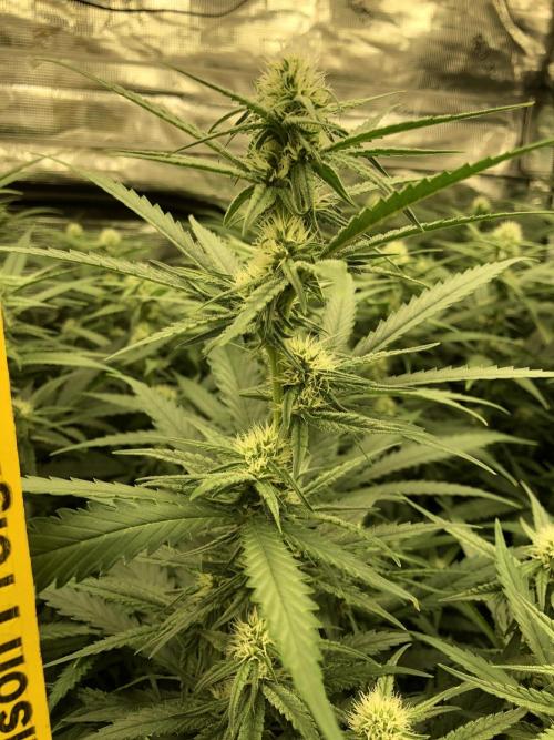 Critical Purple Kush Seedsman Indoor. Week 13
