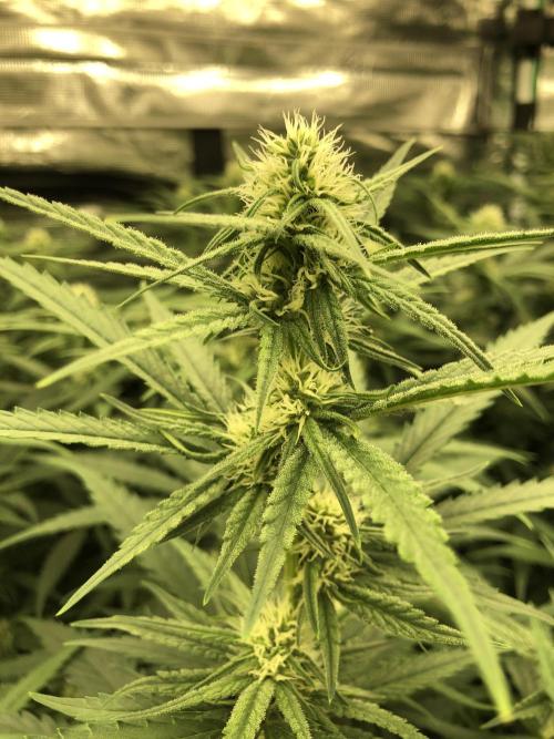 Critical Purple Kush Seedsman Indoor. Week 13