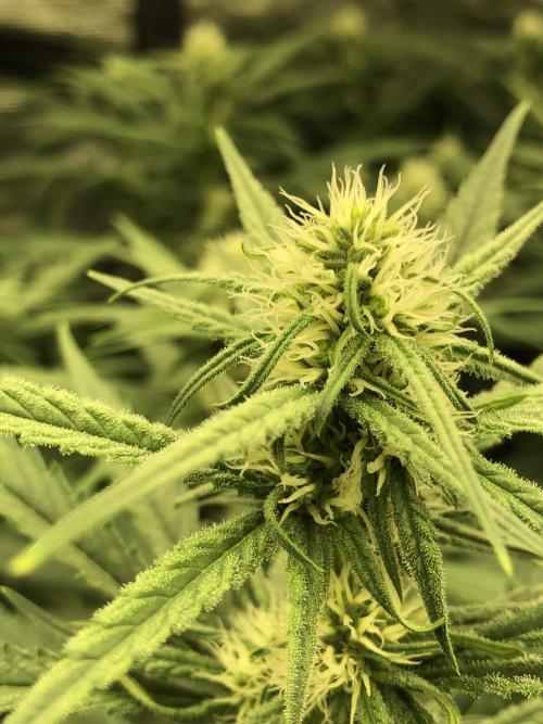 Critical Purple Kush Seedsman Indoor. Week 13