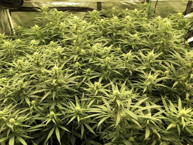 Critical Purple Kush Seedsman Indoor. Week 13