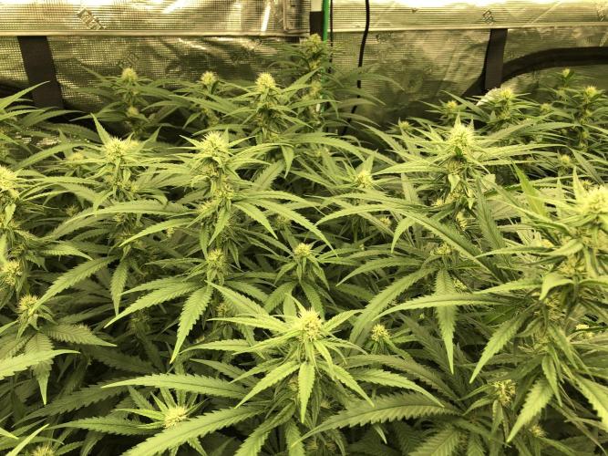 Critical Purple Kush Seedsman Indoor. Week 13