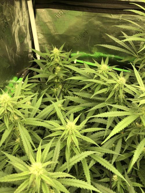 Critical Purple Kush Seedsman Indoor. Week 13