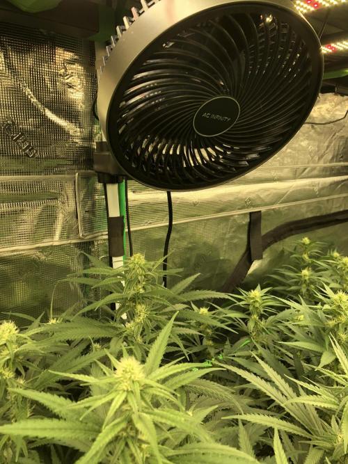 Critical Purple Kush Seedsman Indoor. Week 13