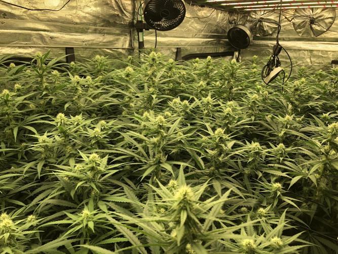 Critical Purple Kush Seedsman Indoor. Week 13