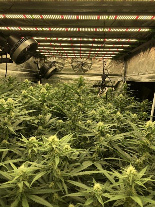 Critical Purple Kush Seedsman Indoor. Week 13