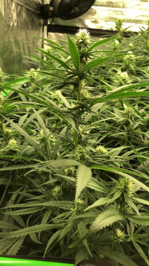 Critical Purple Kush Seedsman Indoor