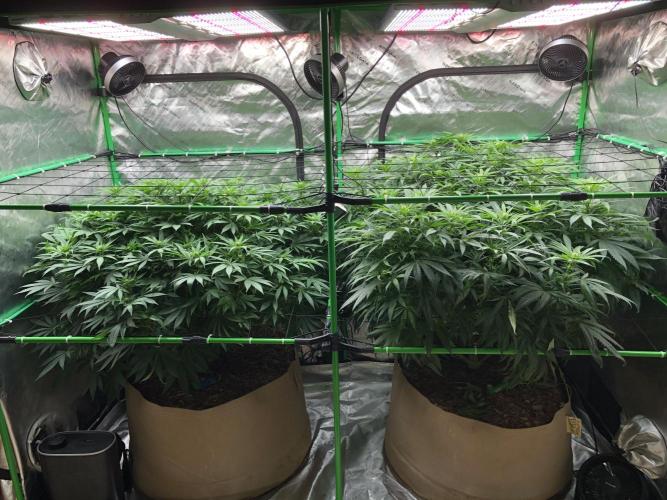 Colombian Jack Kannabia Indoor Spring 26. Week 13