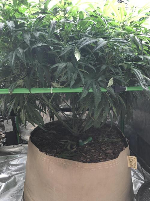 Colombian Jack Kannabia Indoor Spring 26. Week 13