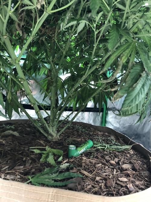 Colombian Jack Kannabia Indoor Spring 26. Week 13