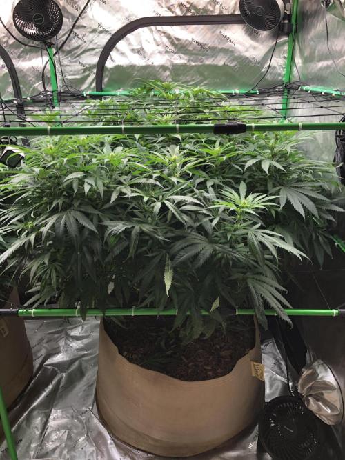 Colombian Jack Kannabia Indoor Spring 26. Week 13