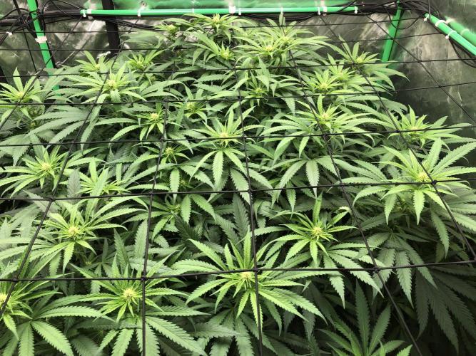 Colombian Jack Kannabia Indoor Spring 26. Week 13