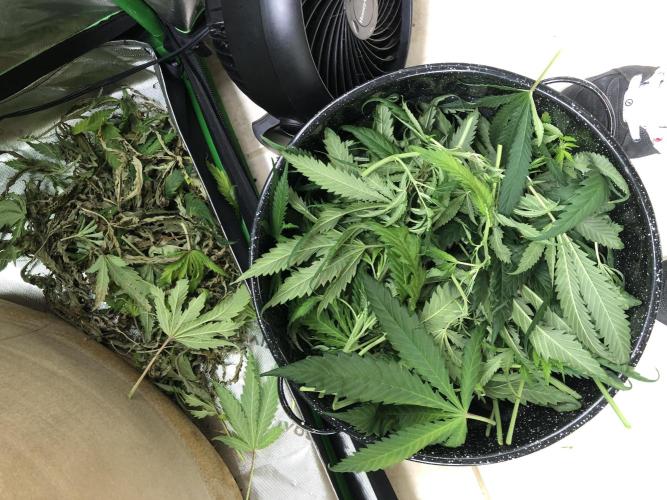 Colombian Jack Kannabia Indoor Spring 26. Week 13