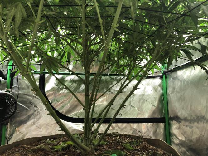 Colombian Jack Kannabia Indoor Spring 26. Week 13