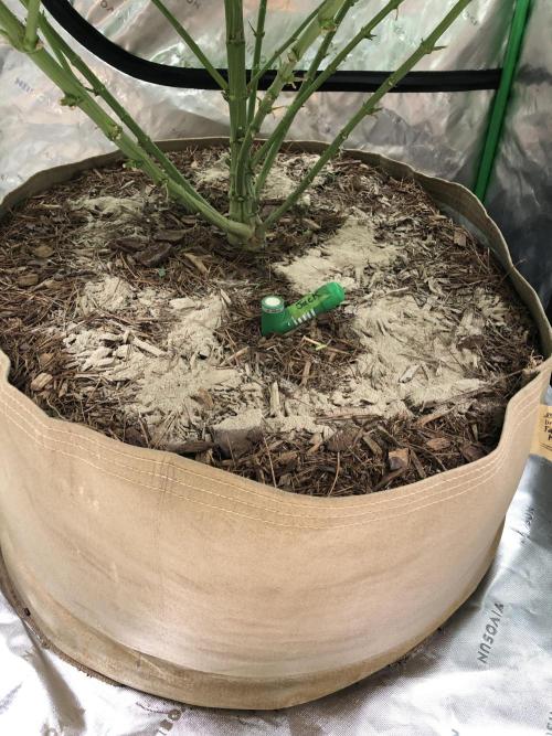 Colombian Jack Kannabia Indoor Spring 26. Week 13