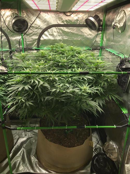 Colombian Jack Kannabia Indoor Spring 26. Week 13