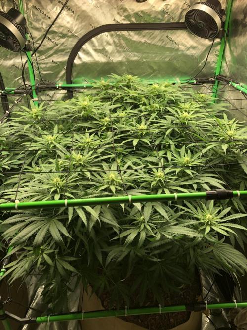Colombian Jack Kannabia Indoor Spring 26. Week 13