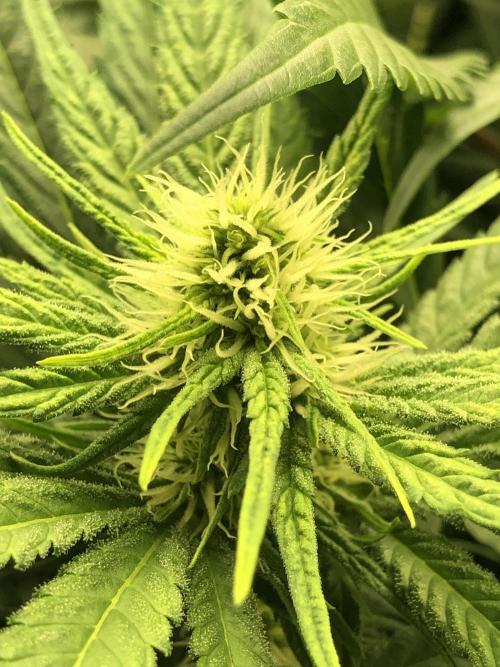 Colombian Jack Kannabia Indoor Spring 26. Week 13