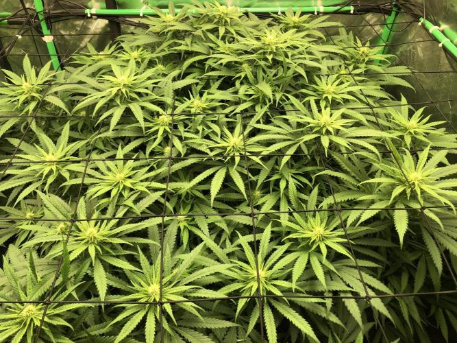 Colombian Jack Kannabia Indoor Spring 26. Week 13