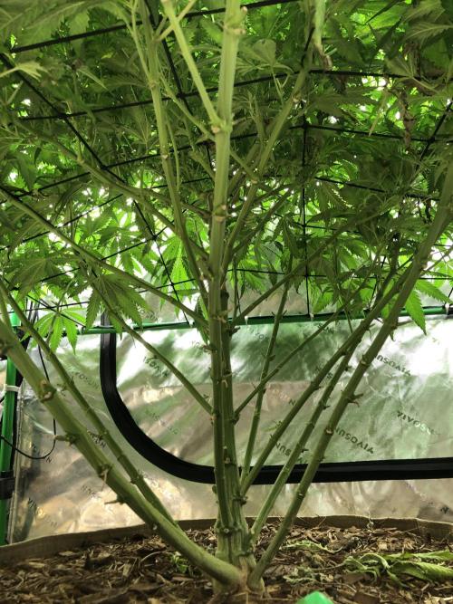 Colombian Jack Kannabia Indoor Spring 26. Week 13