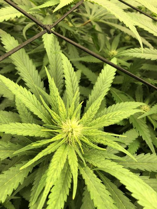 Colombian Jack Kannabia Indoor Spring 26. Week 13