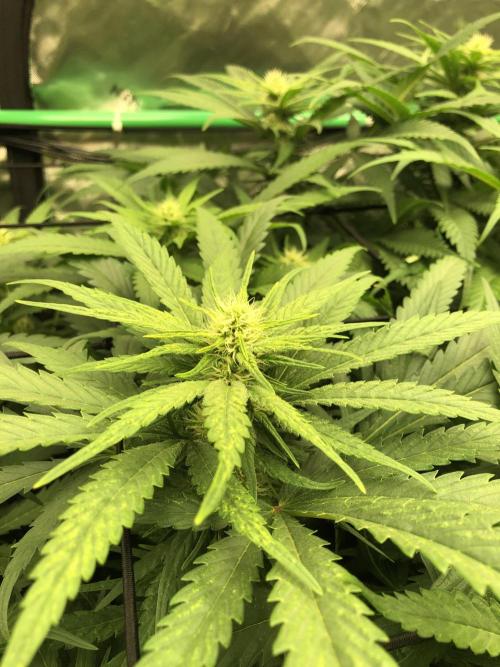 Colombian Jack Kannabia Indoor Spring 26. Week 13