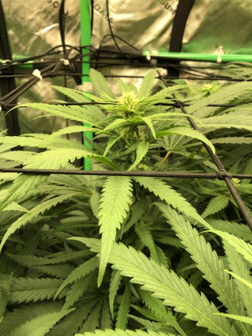 Colombian Jack Kannabia Indoor Spring 26. Week 13