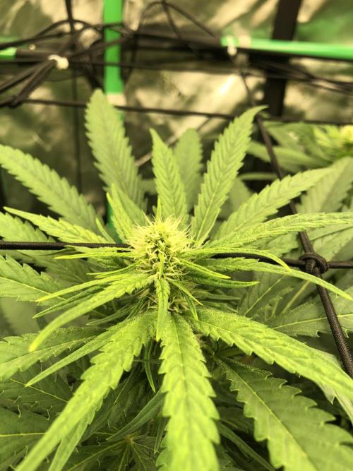 Colombian Jack Kannabia Indoor Spring 26. Week 13