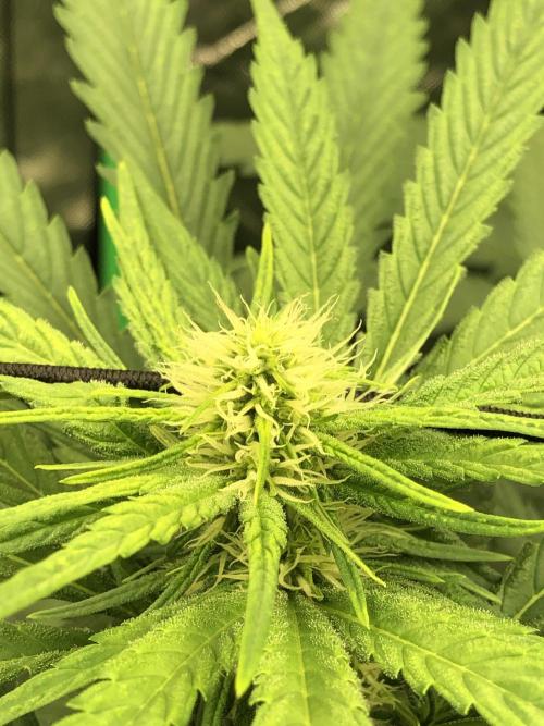 Colombian Jack Kannabia Indoor Spring 26. Week 13