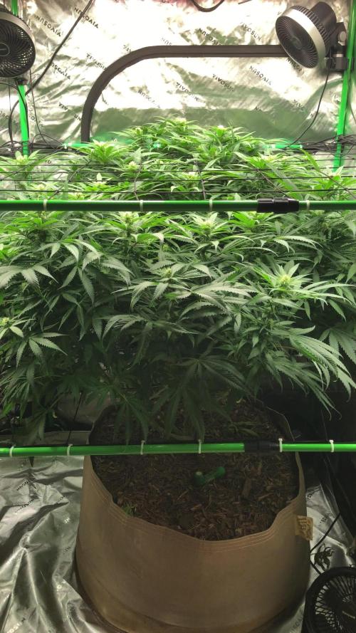 Colombian Jack Kannabia Indoor Spring 26