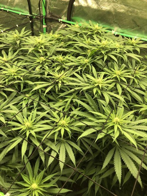 Colombian Jack Kannabia Indoor Spring 26. Week 13