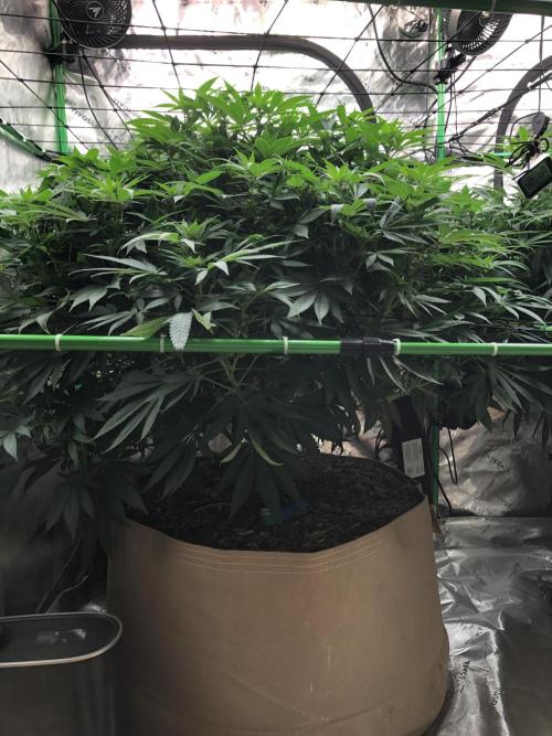 Karibbean Mango Indoor Spring 26. Week 12