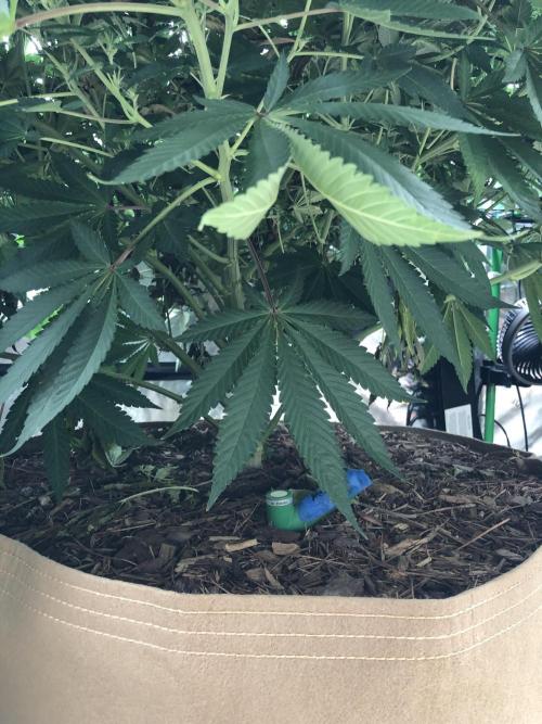 Karibbean Mango Indoor Spring 26. Week 12