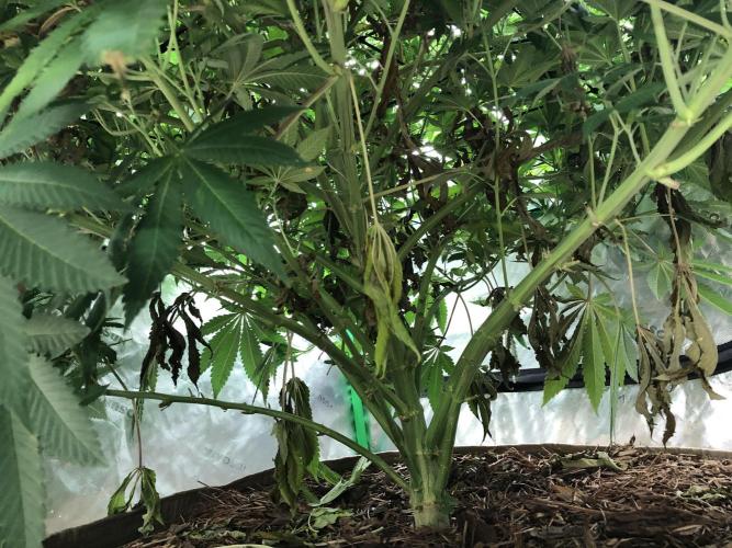 Karibbean Mango Indoor Spring 26. Week 12