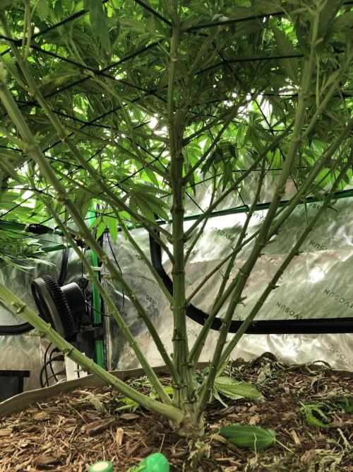 Karibbean Mango Indoor Spring 26. Week 12