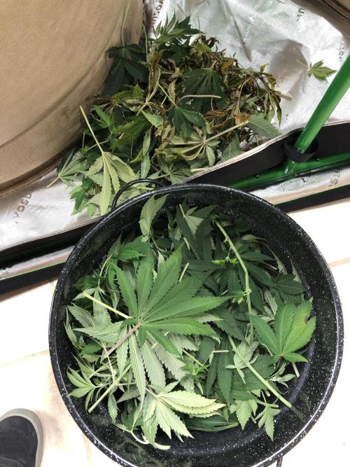 Karibbean Mango Indoor Spring 26. Week 12