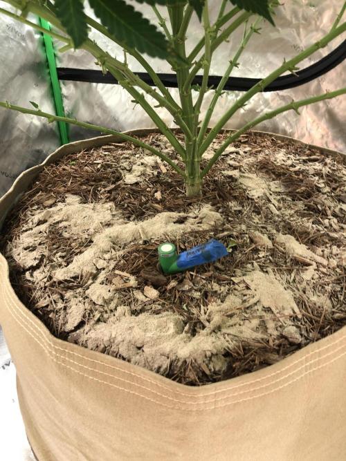 Karibbean Mango Indoor Spring 26. Week 12