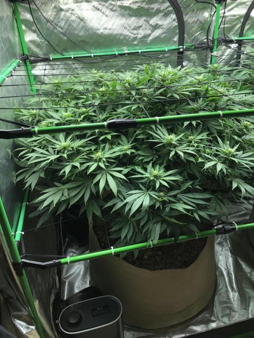 Karibbean Mango Indoor Spring 26. Week 12