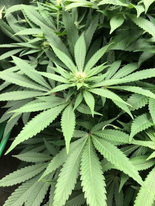 Karibbean Mango Indoor Spring 26. Week 12