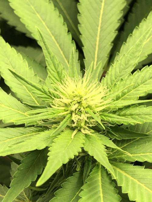 Karibbean Mango Indoor Spring 26. Week 12