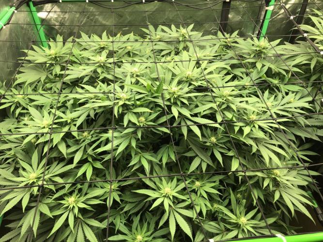 Karibbean Mango Indoor Spring 26. Week 12