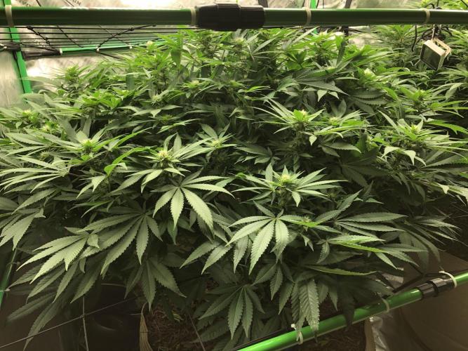 Karibbean Mango Indoor Spring 26. Week 12