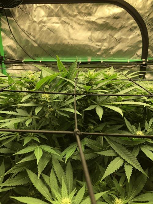 Karibbean Mango Indoor Spring 26. Week 12