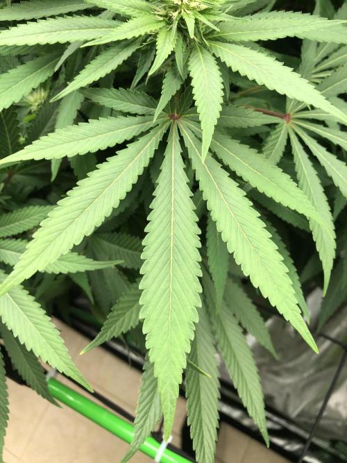 Karibbean Mango Indoor Spring 26. Week 12