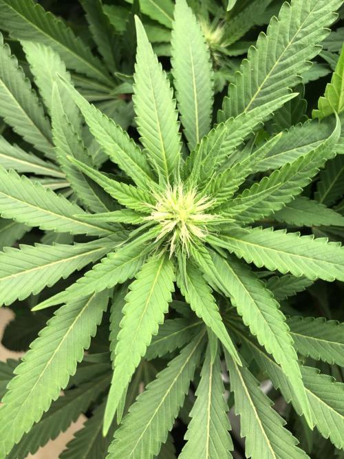 Karibbean Mango Indoor Spring 26. Week 12