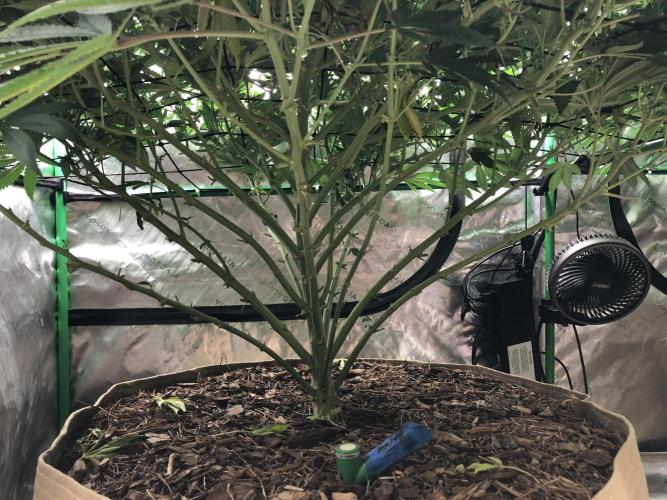 Karibbean Mango Indoor Spring 26. Week 12