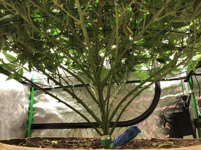 Karibbean Mango Indoor Spring 26. Week 12