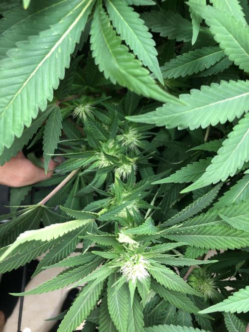Karibbean Mango Indoor Spring 26. Week 12