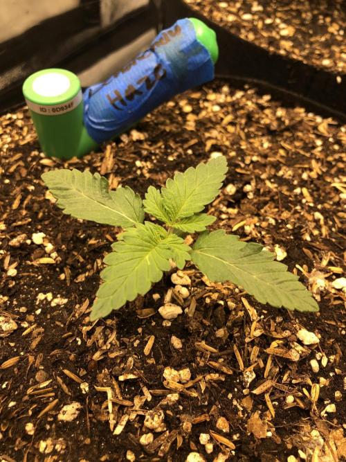 Lemonchello Haze Seedsman Indoor Summer. Week 2