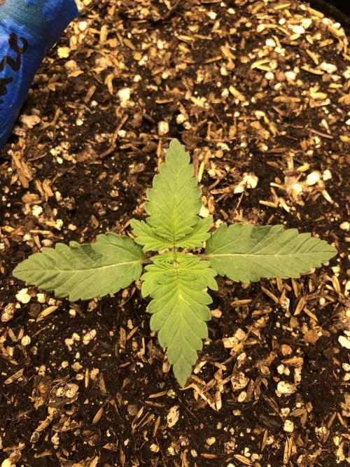 Lemonchello Haze Seedsman Indoor Summer. Week 2